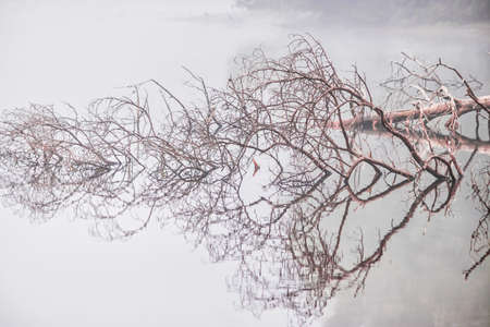 fallen tree mirrored on calm foggy lakeの写真素材
