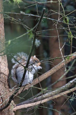 fat squirel sitting in a pine tree with a nut