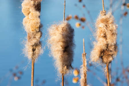 fluffy cat tails on the bank of a marinaの写真素材