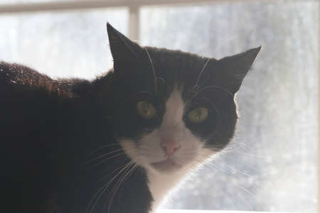 black and white cat in front of a window