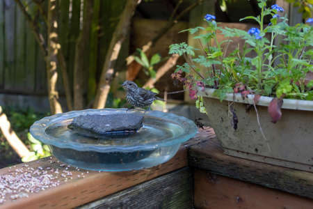 small finch perched on the edge of a pie plateの写真素材