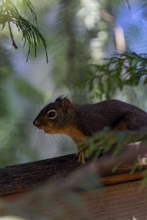 smallred chipmunk standing on a wooden fence