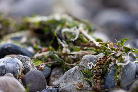 pebbles and small stones outside in natural shoreline washington beach