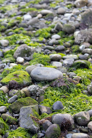 moss and algea growing in stones along the puget sound