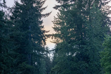 vivid green evergreens in the early morning light