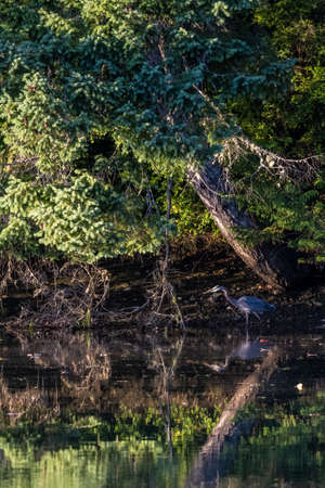 Blue heron standing on reflective pool of water under treesの写真素材