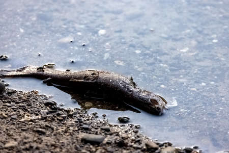 rotting dead fish laying on rocky shoreの写真素材