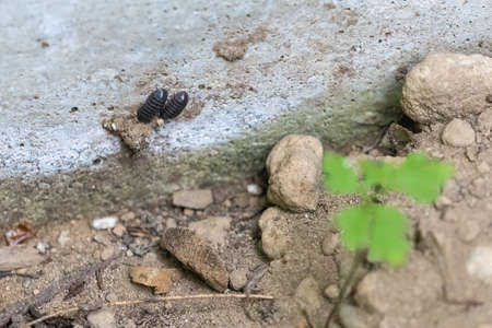 two sow bugs on rocks and dirt