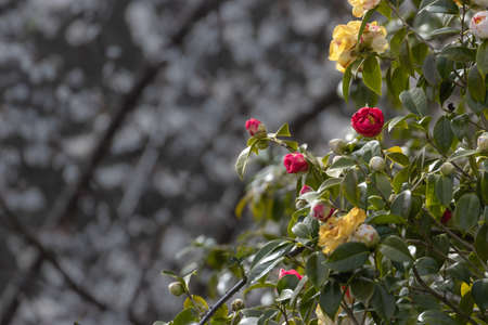 red and yellow roses with white blossoming tres in the backgroundの写真素材