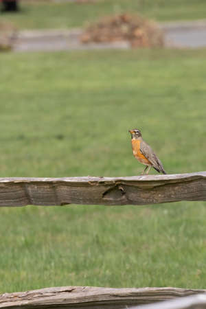 red chested robin perched on a wooden fence in a parkの写真素材