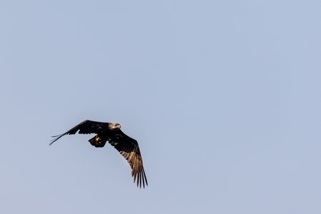 young eagle flying against blue sky in summer