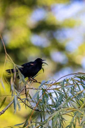 black bird in tree chirping in branchesの写真素材