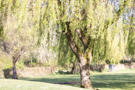 Large willow tree growing in the middle of a parkの写真素材