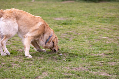 golden labridor retriever lowering its head to smell the grassの写真素材