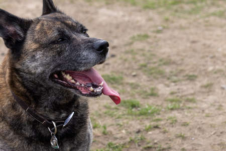 large older brindle shephered dog out in the yardの写真素材