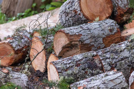 ready to chop and stack cedar logs