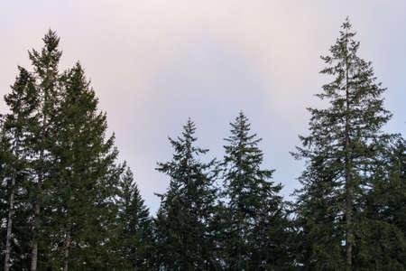 tall trees in a forest silhouetted against skyの写真素材