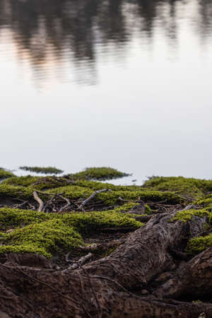 moss covering the root base of a treeの写真素材