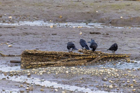 four large adult crows perched on a log in a sea bed