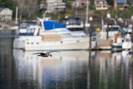 seagull flying with a crab in its mouth
