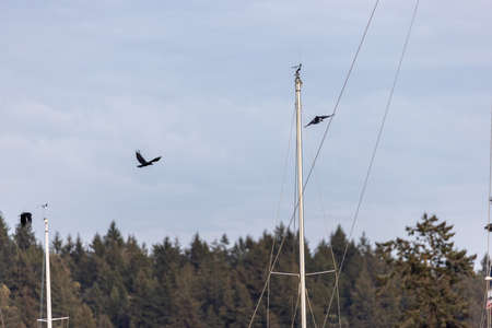 two crows flying above a sailboat docked in the evening