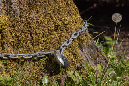 iron chain with a padlock wrapped around a treeの写真素材