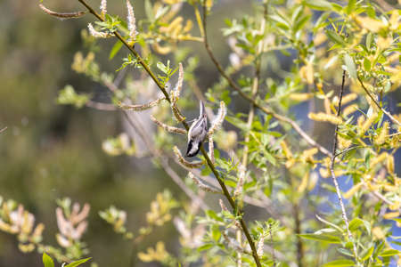small brown speckled song spearows eating seeds