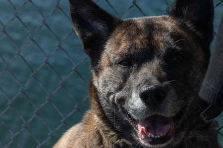 close up of a large brindle shepherd dog sitting