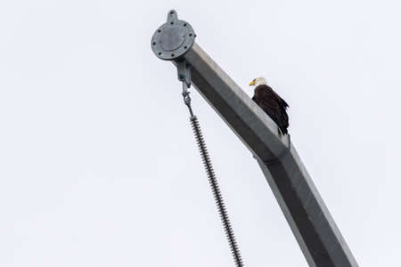 single eagle on tall steel telephone pole