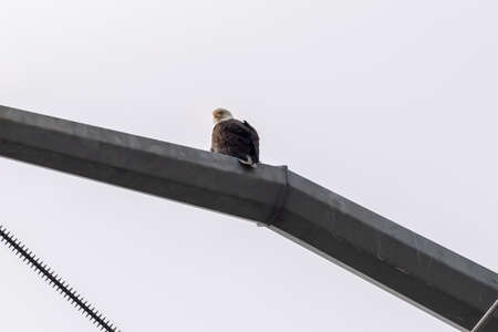 bald eagle on telephone pole perched high in the air on cloudy day