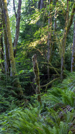 sloping forest floor covered with ferns with mossy trees