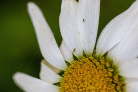 close up shot of a bright white daisy