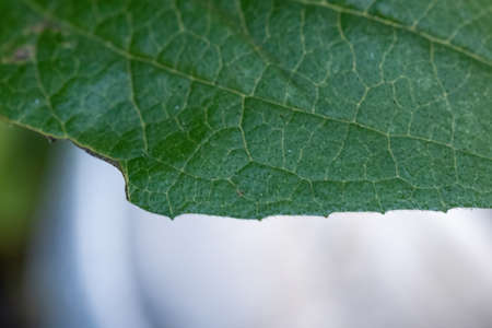 close up photo of a green leaf
