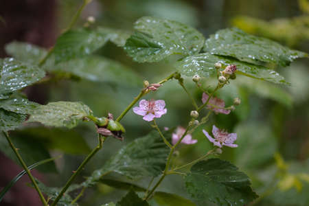 soft pink blooms on a blackberry vine