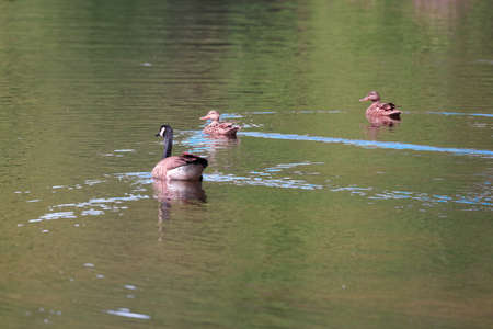 canadian goose swimming next to a pair of ducksの写真素材