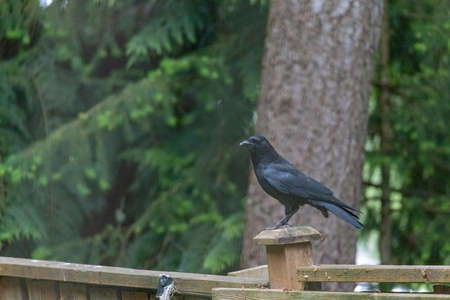 shiny black crow on post of wooden fenceの写真素材
