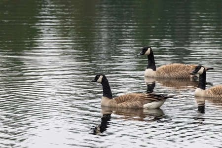multiple geese swimming together creating ripples on pondの写真素材