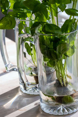 bunches of green basil growing in glasses near window lightの写真素材