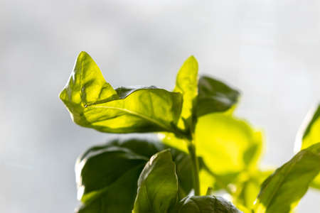 green basil leaves on stems growing in kitchen window lightの写真素材