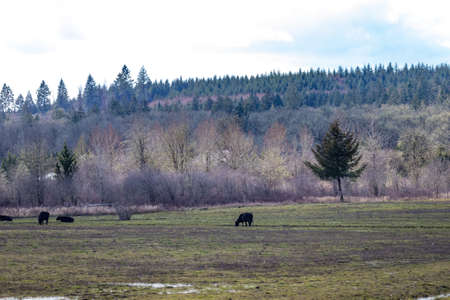 black cows in distance on field near forestの写真素材