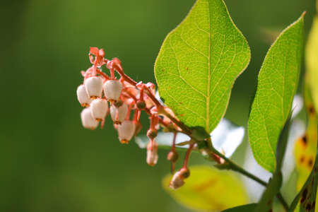red and white flowers of salal berry plantの写真素材
