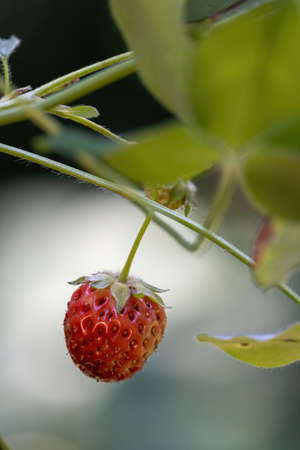 close up detail of small red strawberryの写真素材