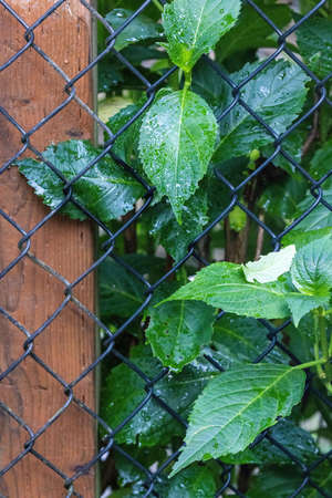 hydrangea leaves growing through fenceの写真素材