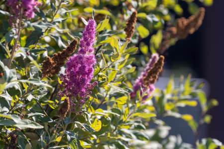 bottle bush bloom in deep purple pink