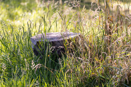 cut tree stump in growing field of grasses in springtimeの写真素材