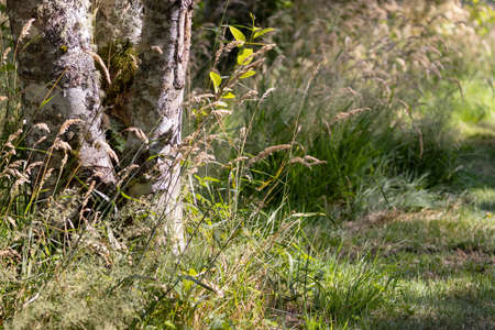 bright sun shining through tall grass at a park