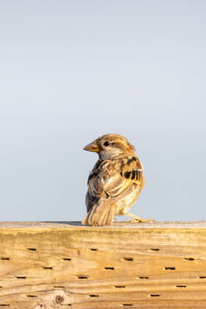 small brown sparrow sitting on board in summerの写真素材