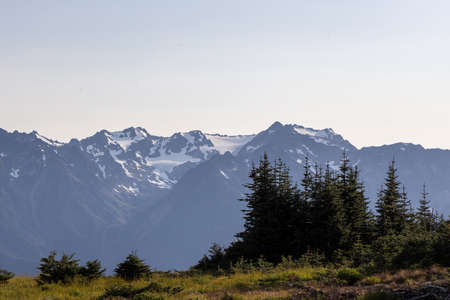 pine trees on the edge of a valley with a mountain rangeの写真素材