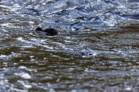 large salmon sticking out of a turbulent river