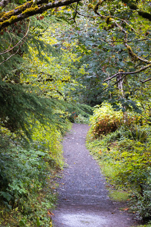 Rainy Forest Path in Kanasket Palmer Park
